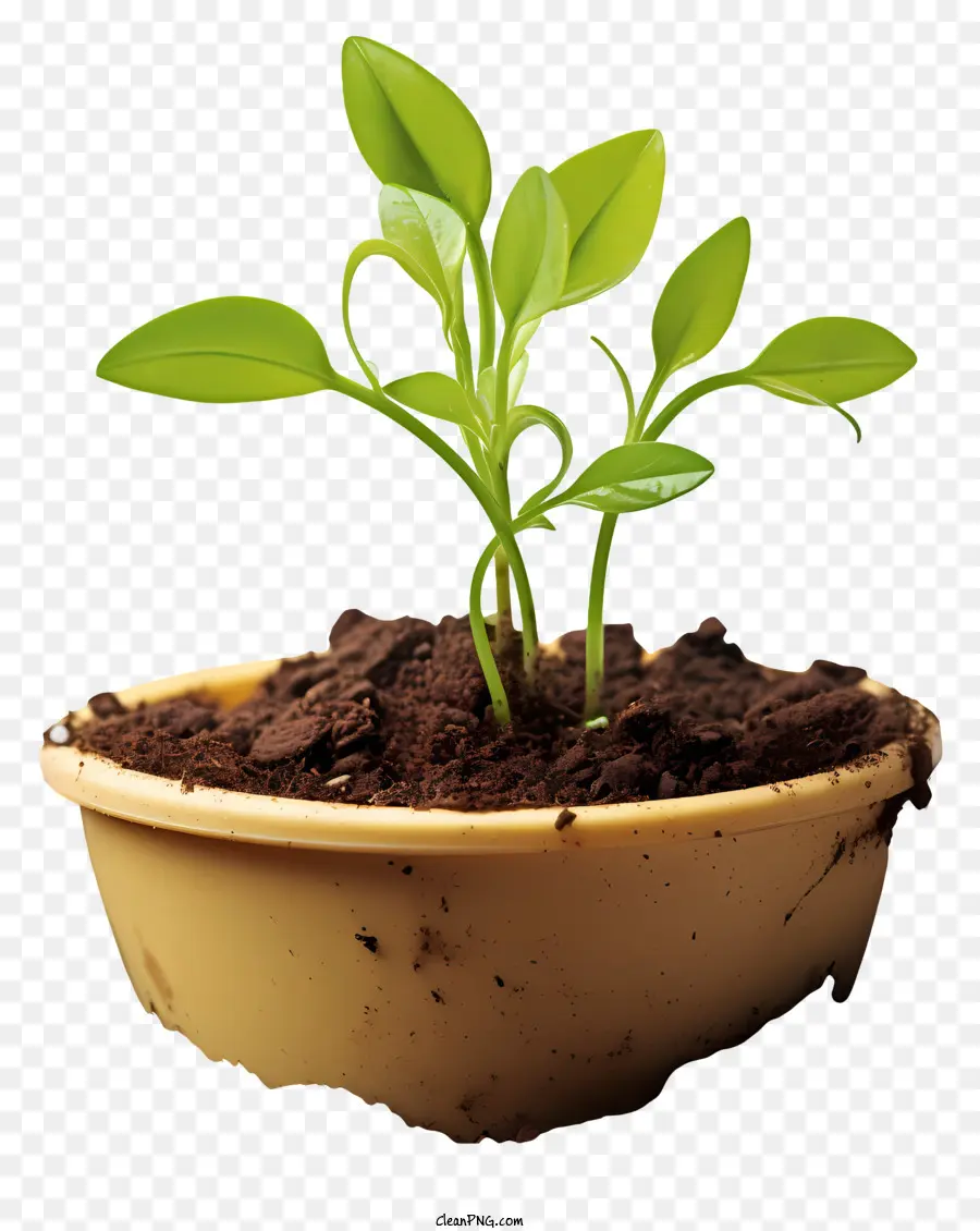 Pequeno Broto Verde No Solo，O Crescimento Da Planta PNG