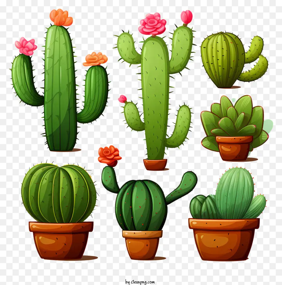 Doodle Suculentas，Plantas Cacti PNG