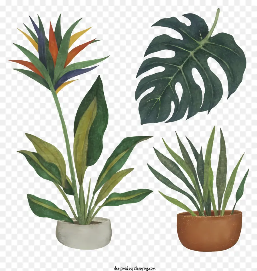 Cartoon，Plantas PNG