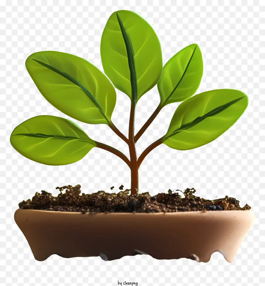 Sprout，O Crescimento Da Planta PNG