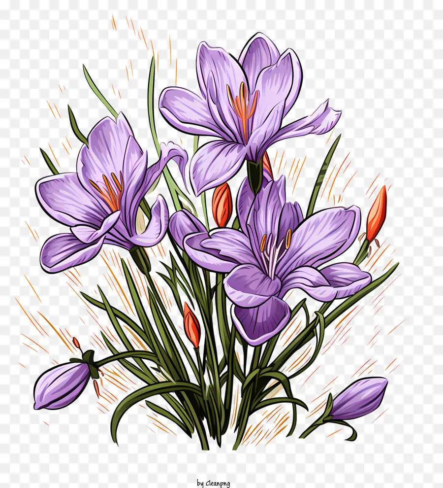 Crocus，Flores De Açafrão PNG