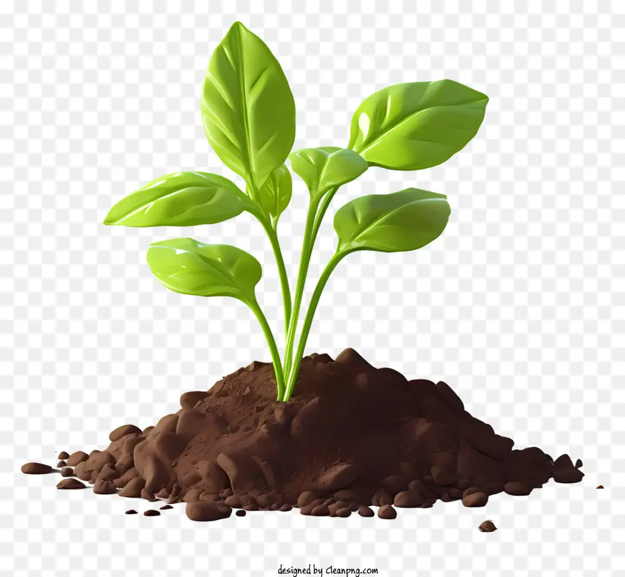 Brotar Com Folhas，O Crescimento Da Planta PNG