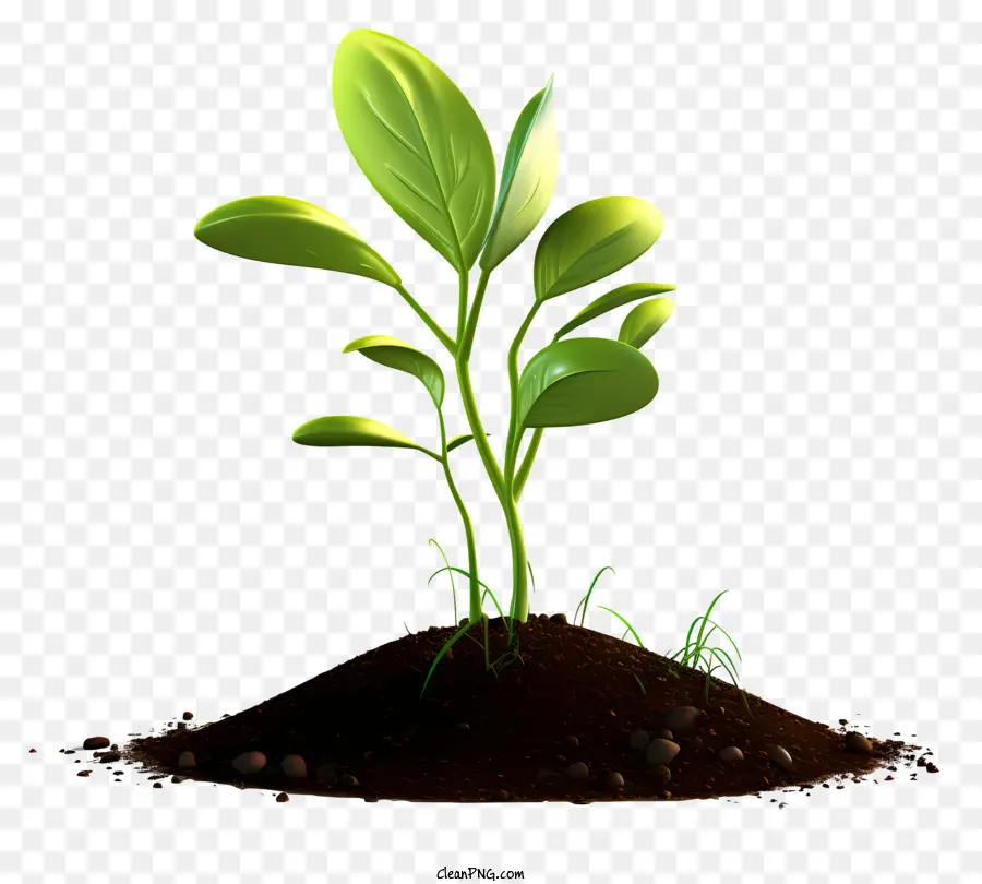 Broto Verde，O Crescimento Da Planta PNG