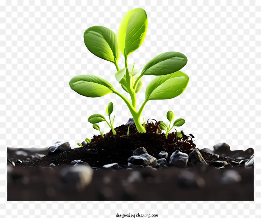 A Planta Crescer，Crescimento De Mudas PNG