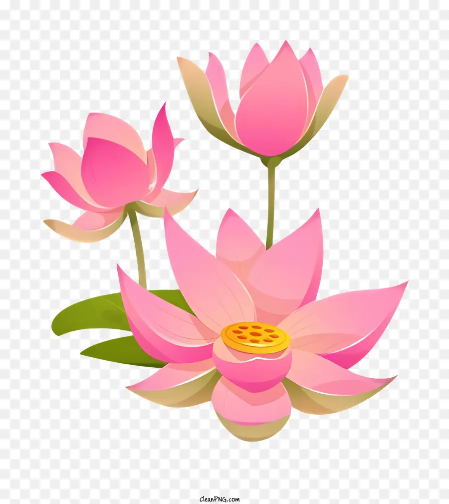 Bodhi Dia，Flores De Lótus Rosa PNG