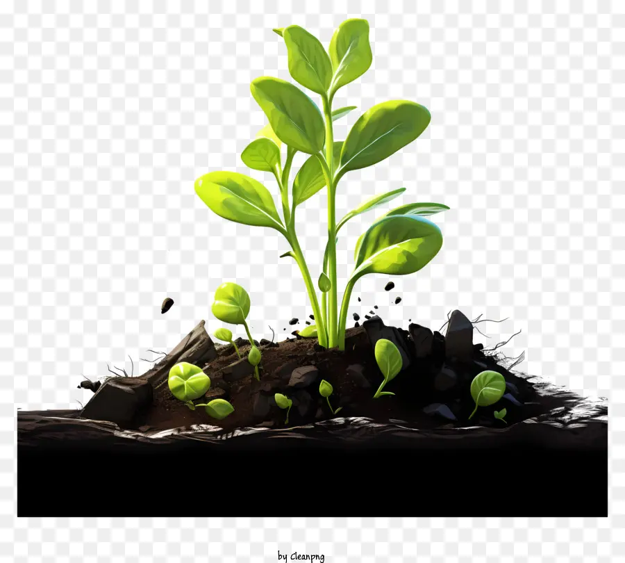 A Planta Crescer，O Crescimento Da Planta PNG