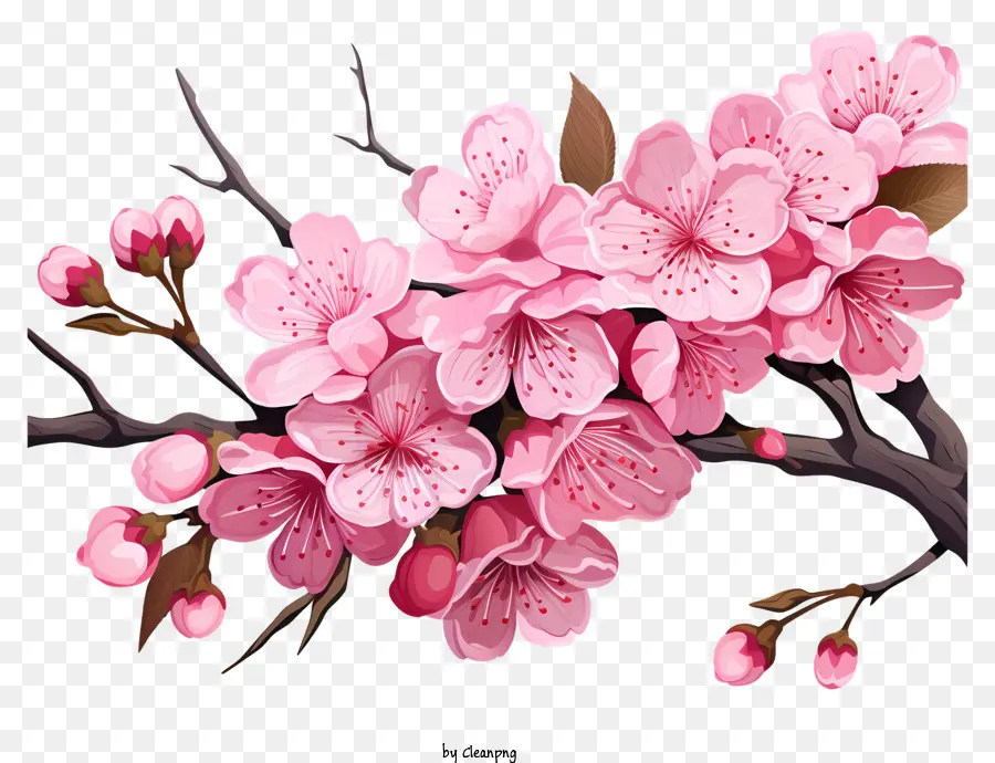 Branch De Cereja Sakura Com Flores Florescentes，Flor De Cereja árvore PNG