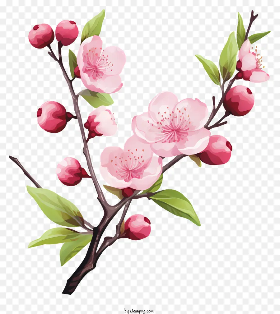Blossom De Filial De Cereja Aquarela，Galho De árvore Com Floração PNG
