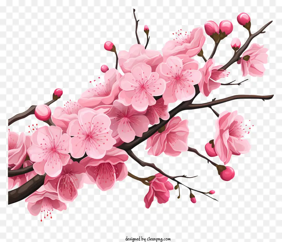 Branch De Cereja Sakura Com Flores Florescentes，Sakura PNG