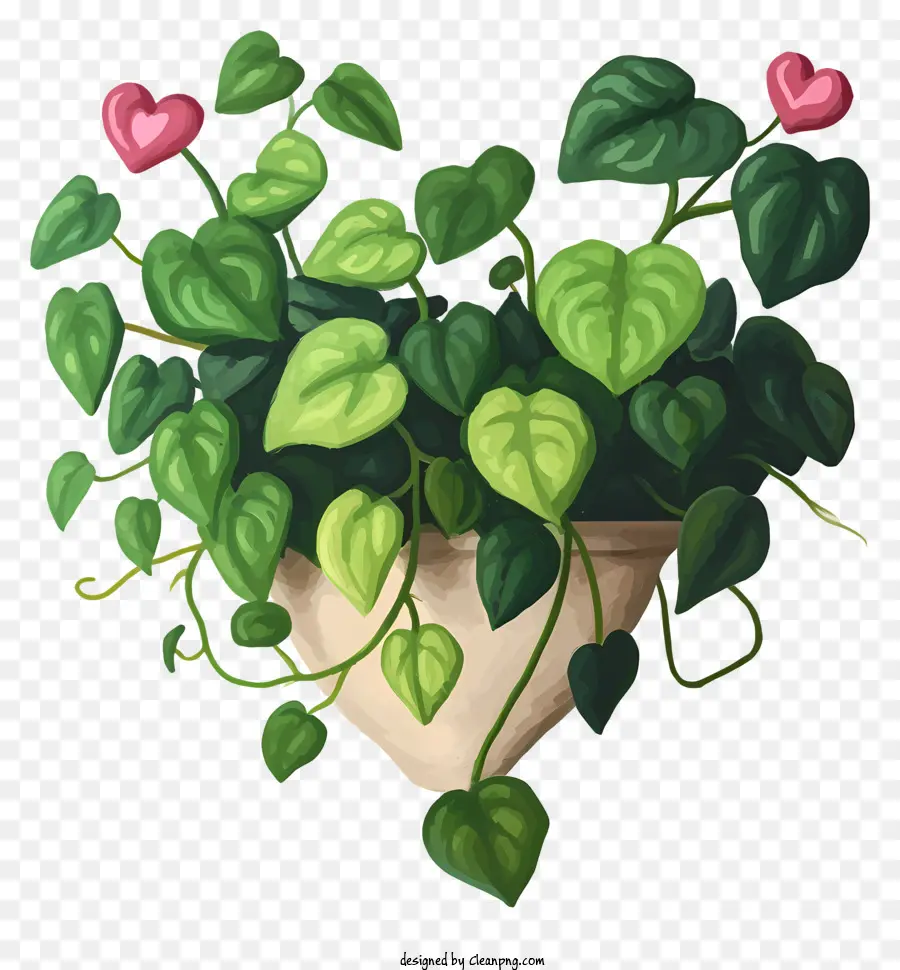 Planta Em Forma De Coração，Folhas Verdes PNG