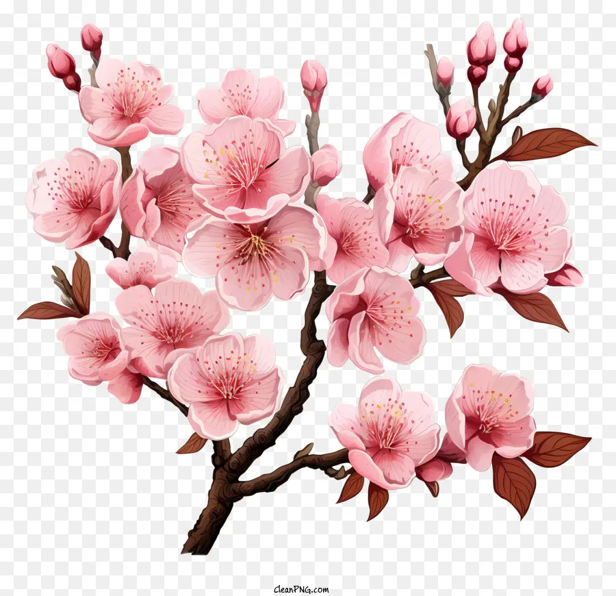 Blossom De Filial De Cereja Pastel，Flor De Cereja árvore PNG