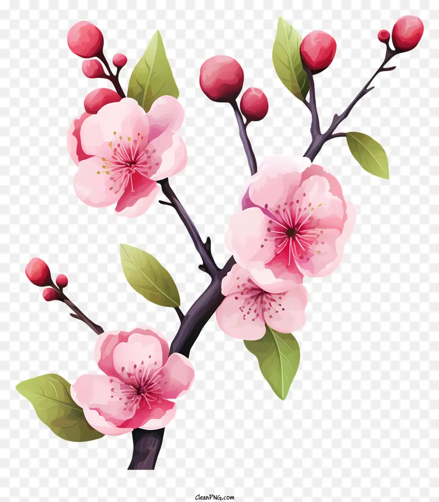 Blossom De Filial De Cereja Aquarela，Sakura PNG