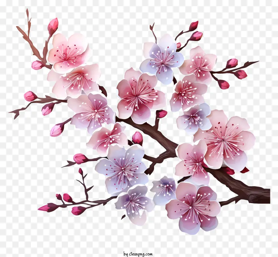 Tintas Multicoloridas Blossom De Cherry Branch，árvore De Sakura PNG