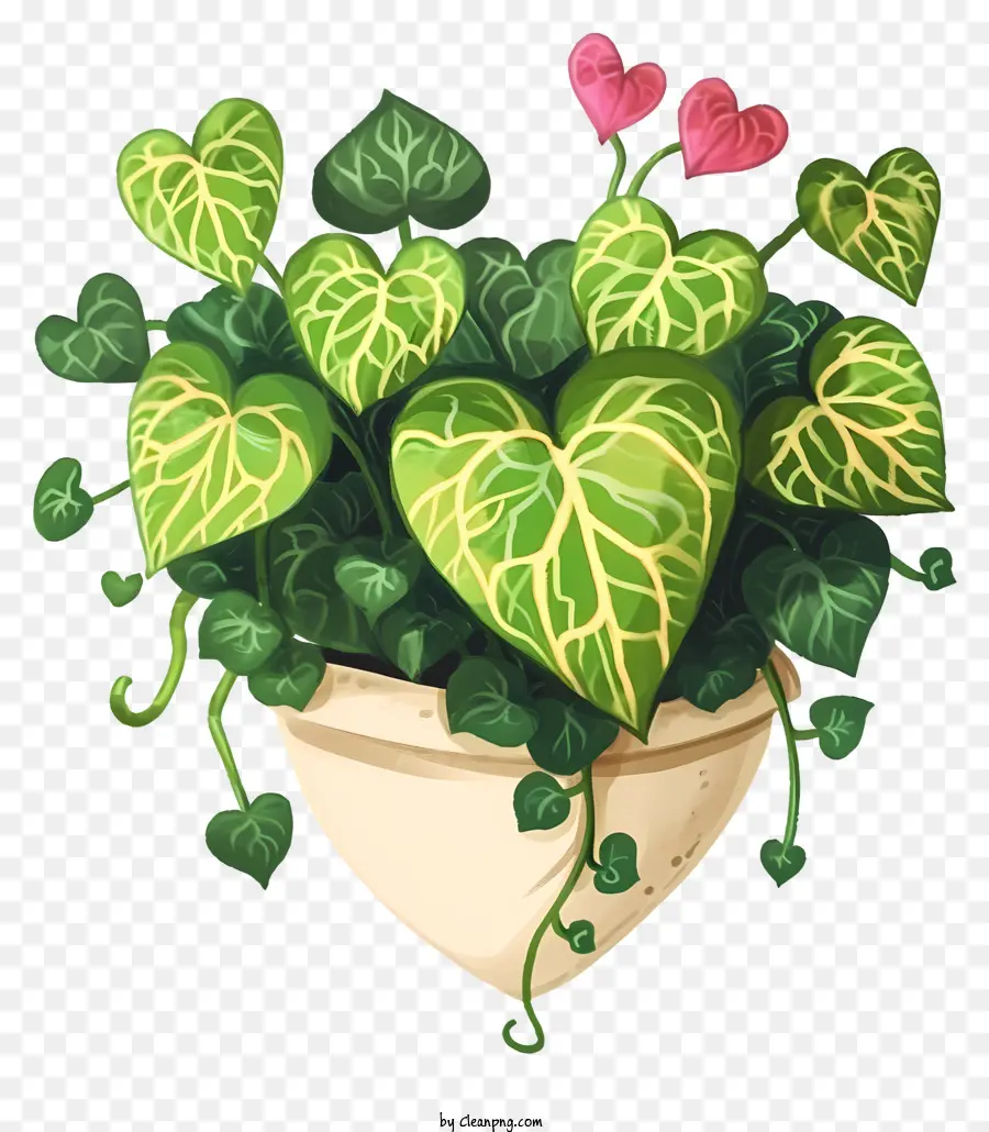 Planta Em Forma De Coração，Planta De Vaso PNG