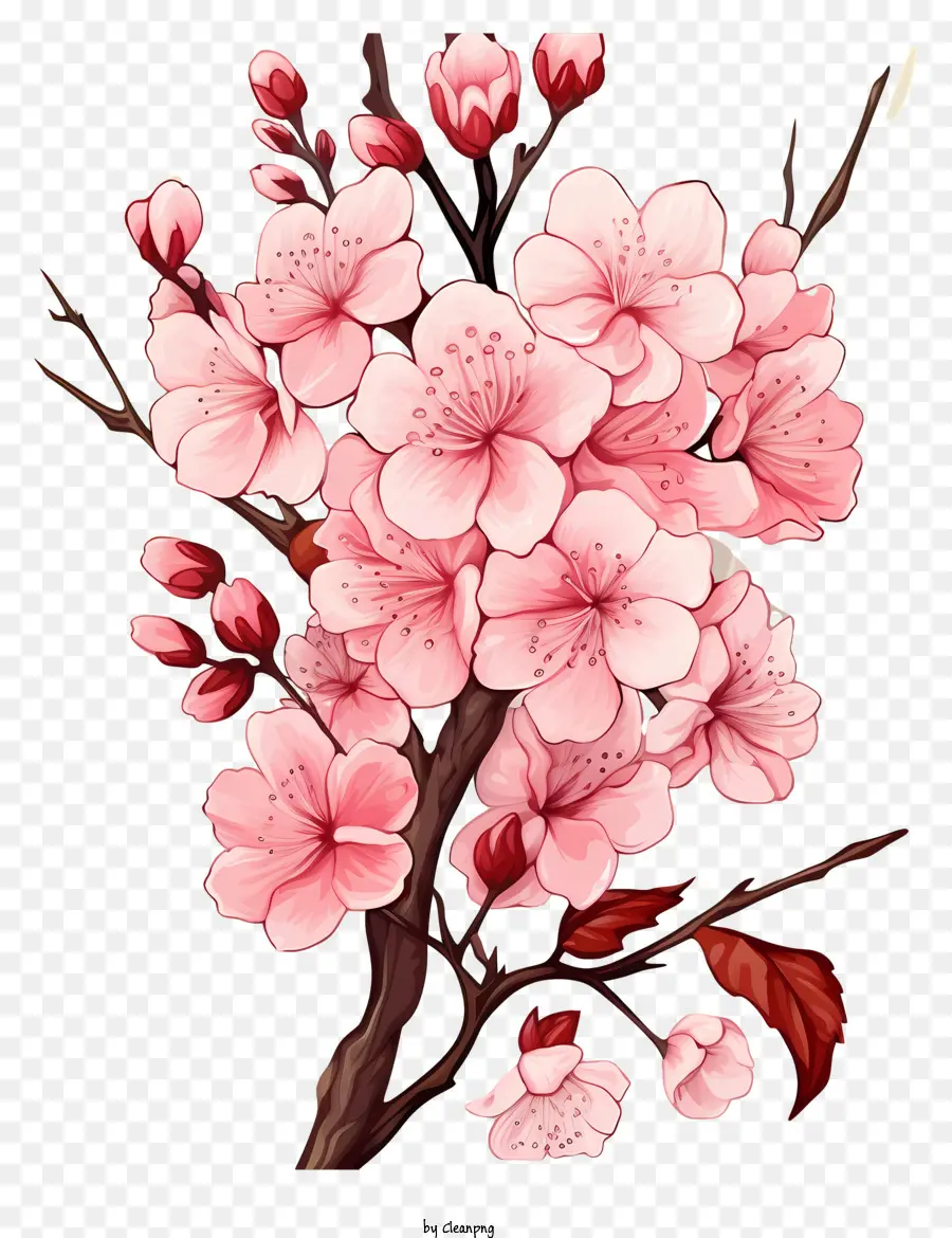 Blossom De Ramo De Cereja No Estilo Doodle，Sakura Flor PNG