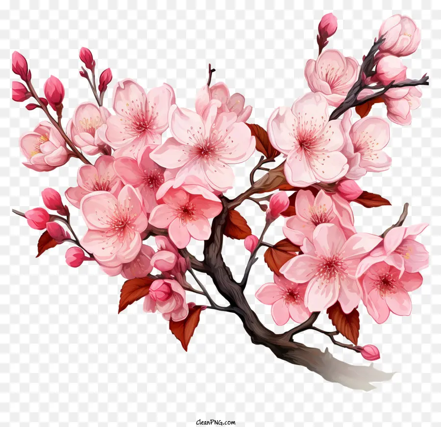 Blossom De Filial De Cereja Pastel，Árvore De Cerejeira Florida PNG
