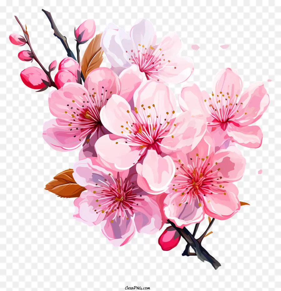 Tintas Multicoloridas Blossom De Cherry Branch，Flor De Cerejeira PNG