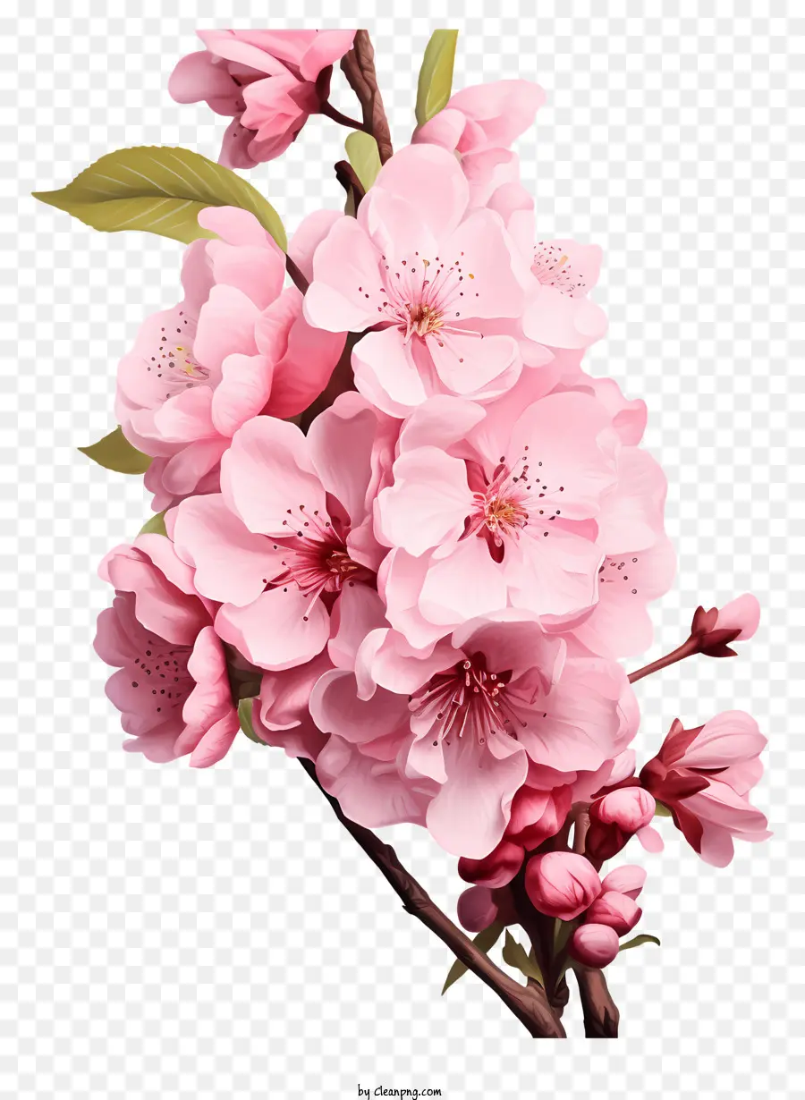 Blossom De Filial De Cereja De Estilo Realista，Sakura Flores PNG
