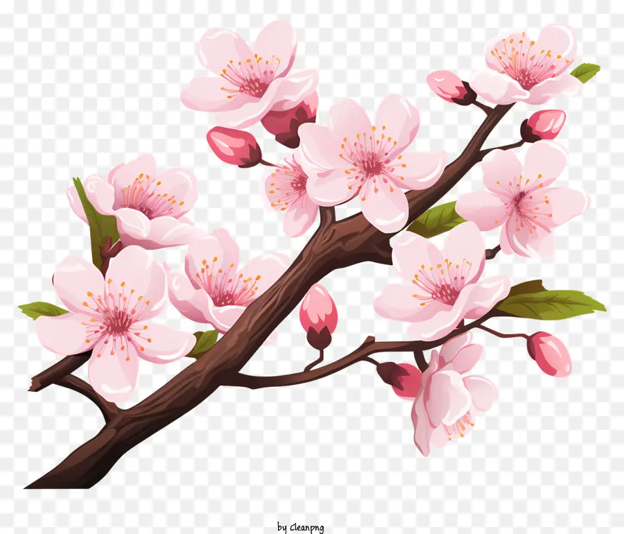 Ramo De Cereja Sakura Com Flores Desabrochando，Flores De Cerejeira PNG