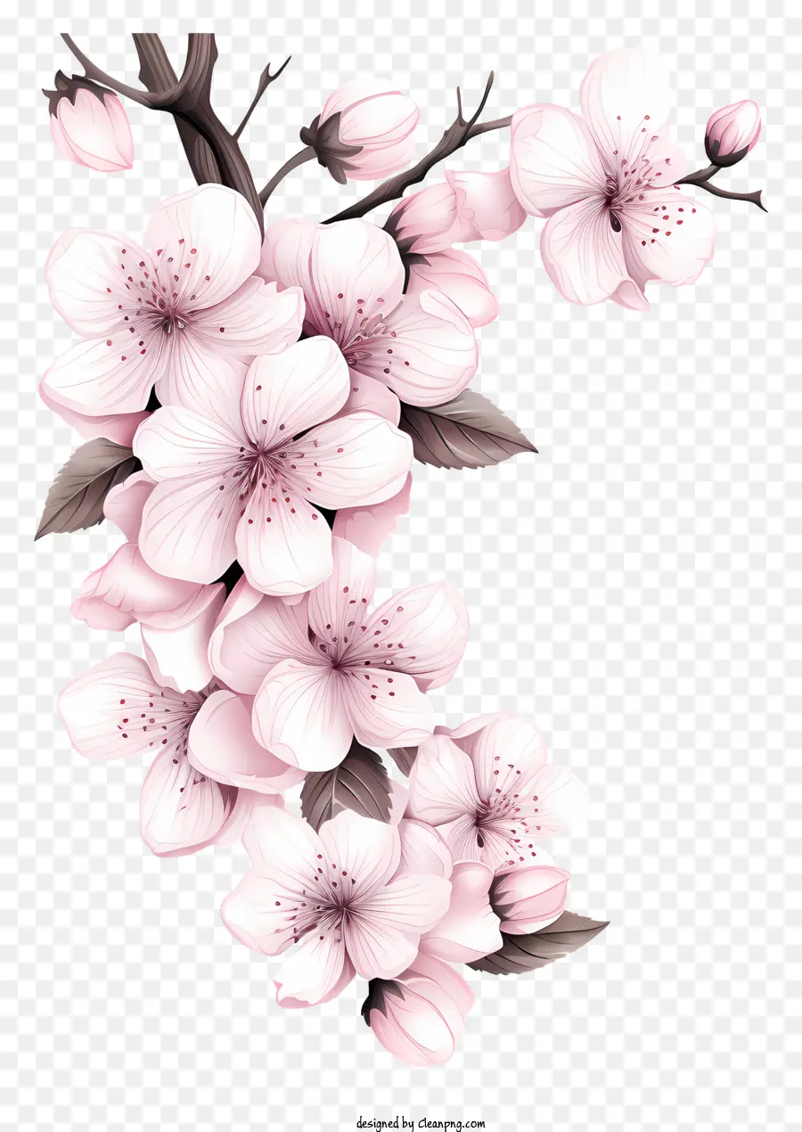 Blossom De Galho De Cereja De Estilo De Esboço，Sakura Flores PNG