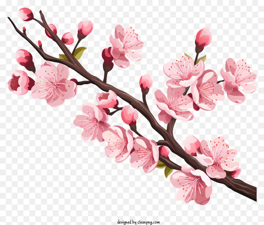 Branch De Cereja Sakura Com Flores Florescentes，Flor De Cerejeira PNG