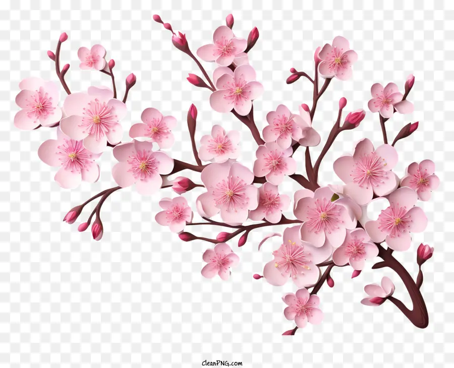 Papel Em Branco Com Flores De Cerejeira，Sakura PNG