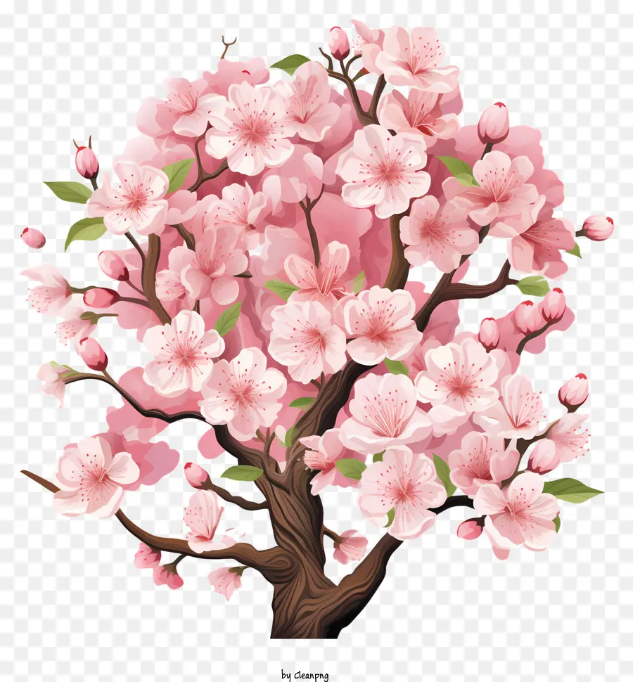 Blossom De Filial De Cereja Plana，árvore Com Flores Rosa PNG