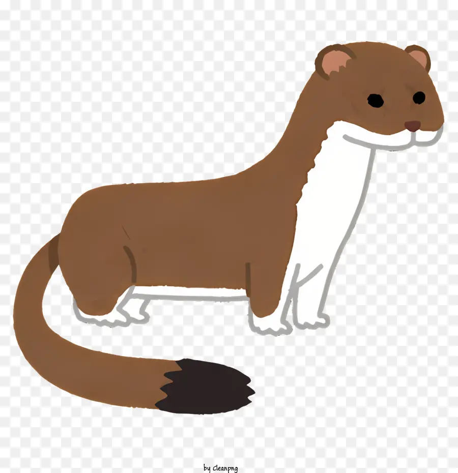 Weasel，Animal Marrom E Branco PNG