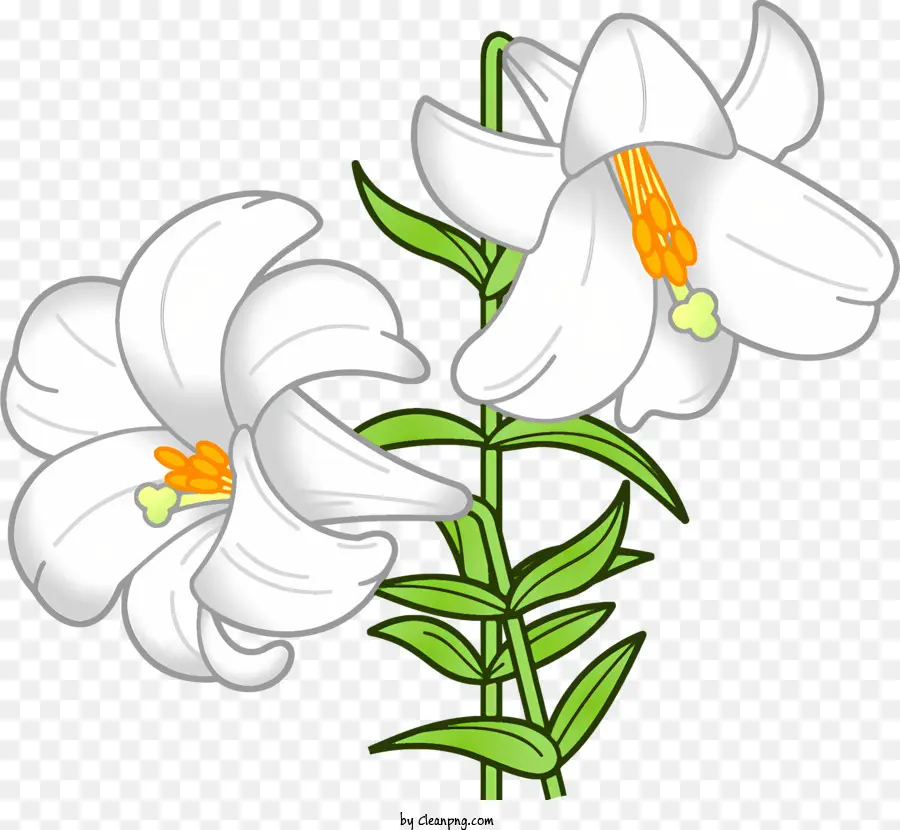 Lírios Brancos，Folhas Verdes PNG