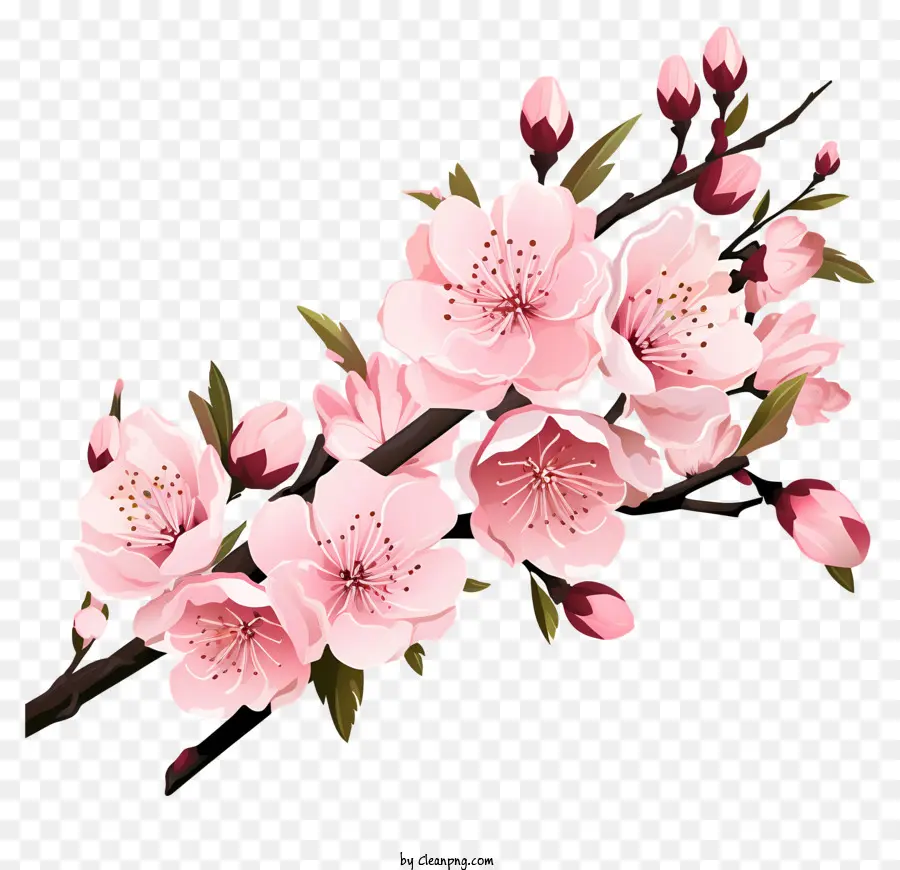 Blossom De Filial De Cereja Pastel，Sakura PNG