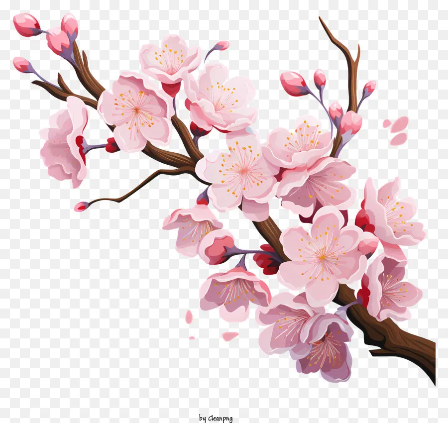 Branch De Cereja Sakura Com Flores Florescentes，árvore De Cereja PNG