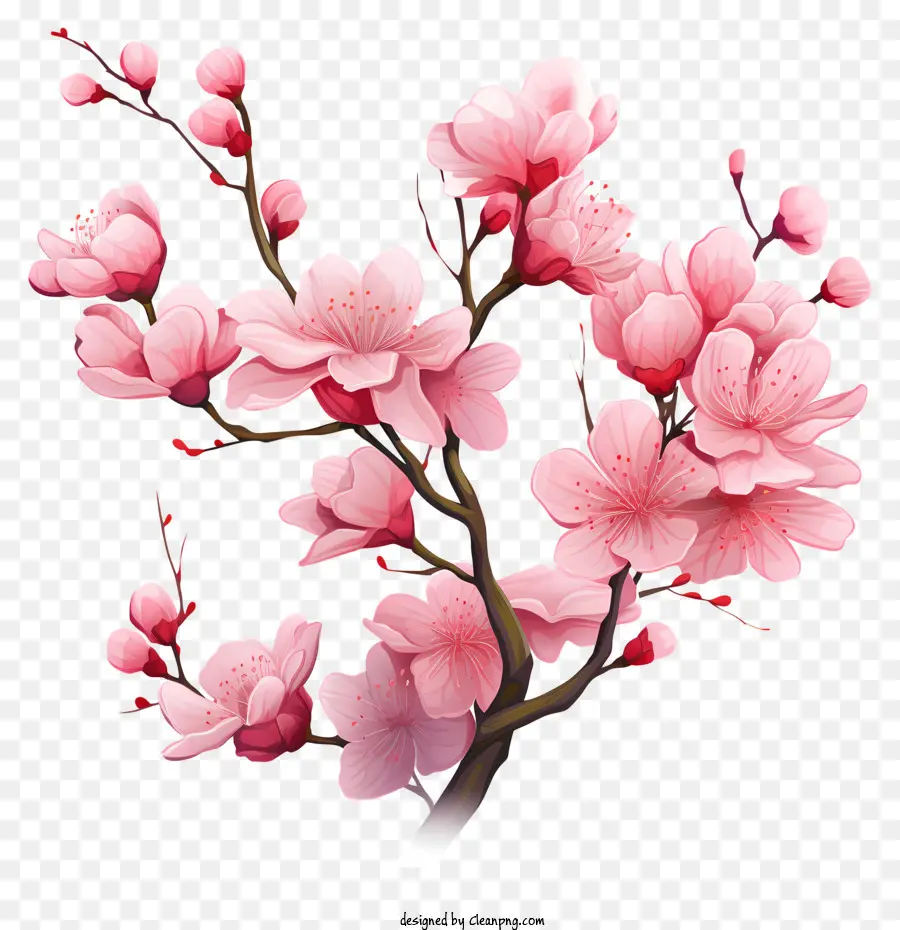 Galhos E Flores De Sakura，Sakura Flor PNG