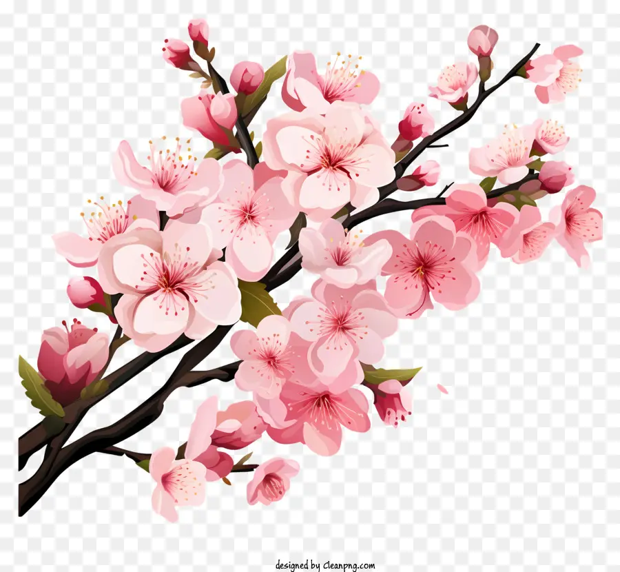 Blossom De Filial De Cereja Pastel，Blossom De Cereja Sakura PNG