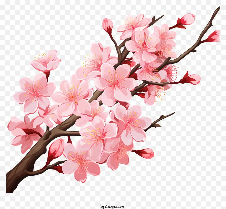 Ramo De Cereja Sakura Com Flores Desabrochando，Flores De Cerejeira PNG