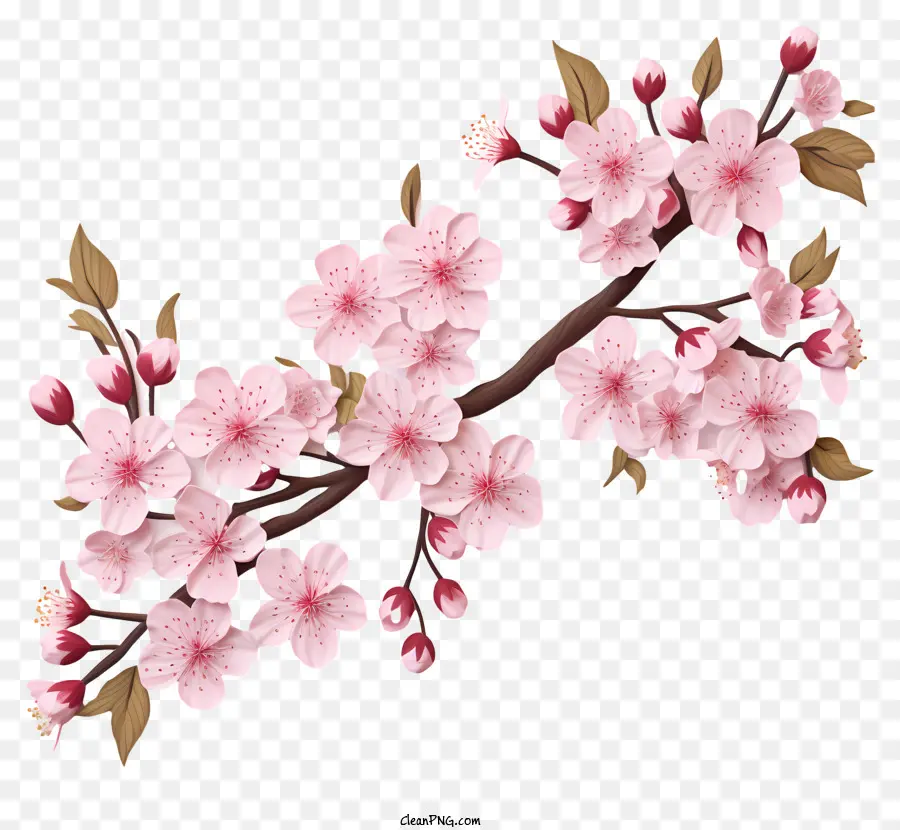 Papel Em Branco Com Flores De Cerejeira，Flor De Cerejeira PNG