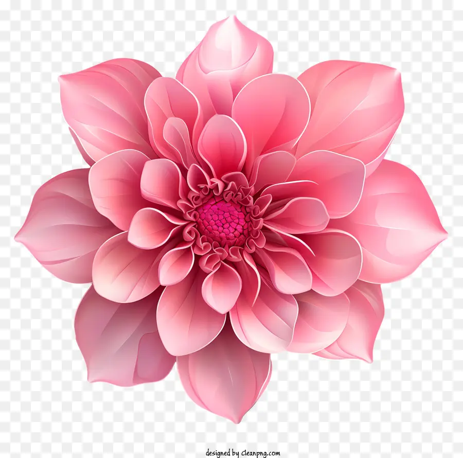 Flor Rosa，Flor Da Massa Rosa PNG