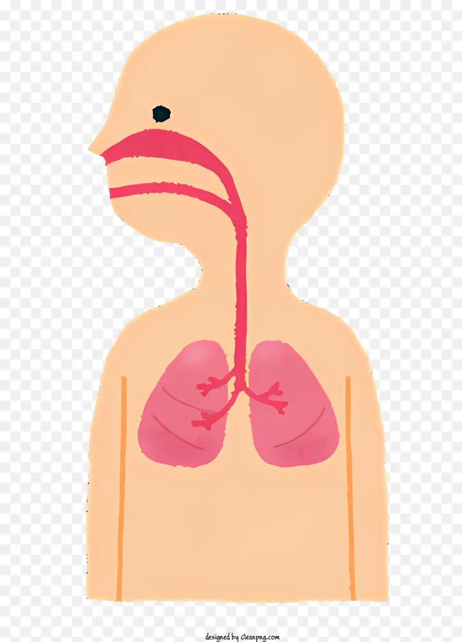 Saúde，Sistema Respiratório PNG