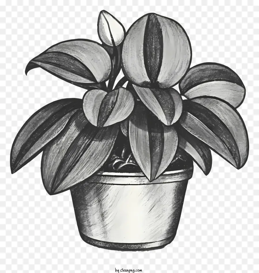 ícone，Planta Em Vaso PNG