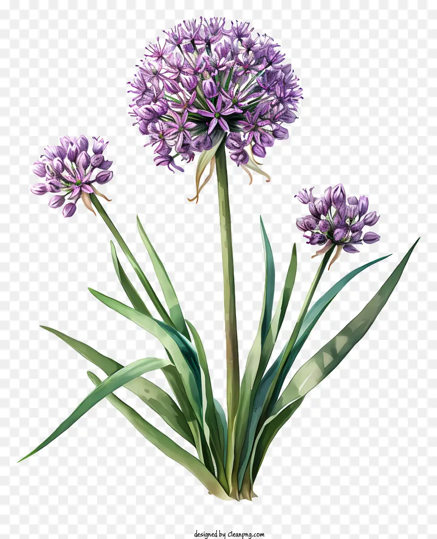 Allium Giganteum，Flor Roxa PNG