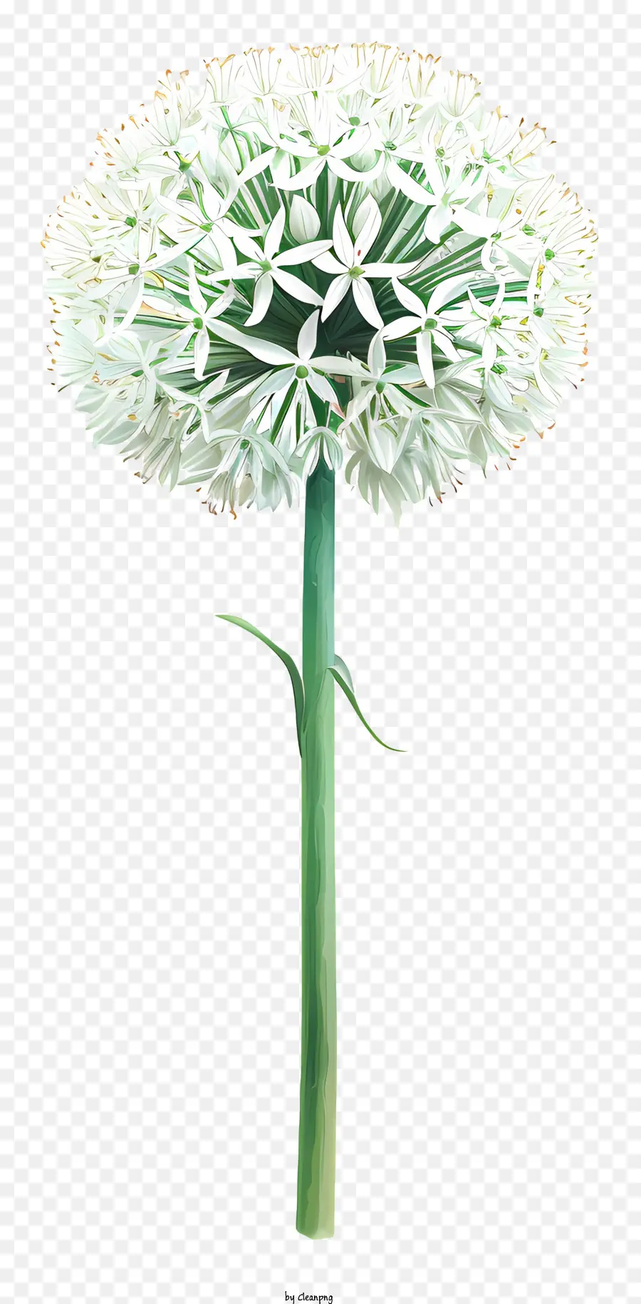 Allium Giganteum，Cebola PNG