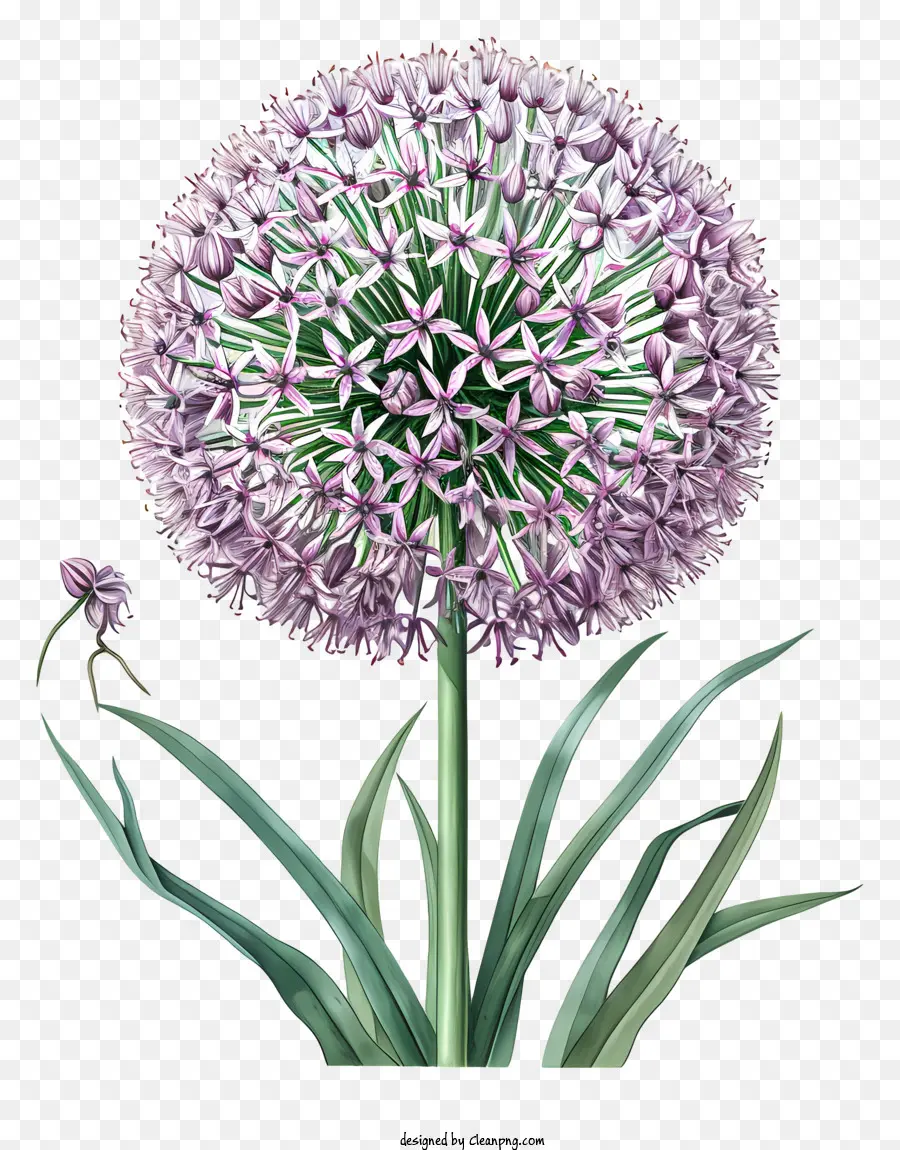 Allium Giganteum，Cebola Roxa PNG