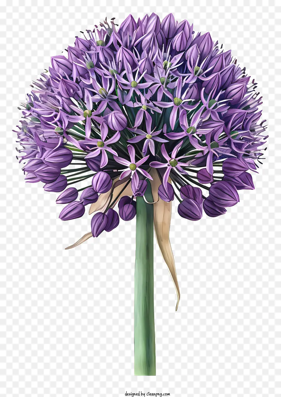 Allium Giganteum，Planta De Cebola Roxa PNG