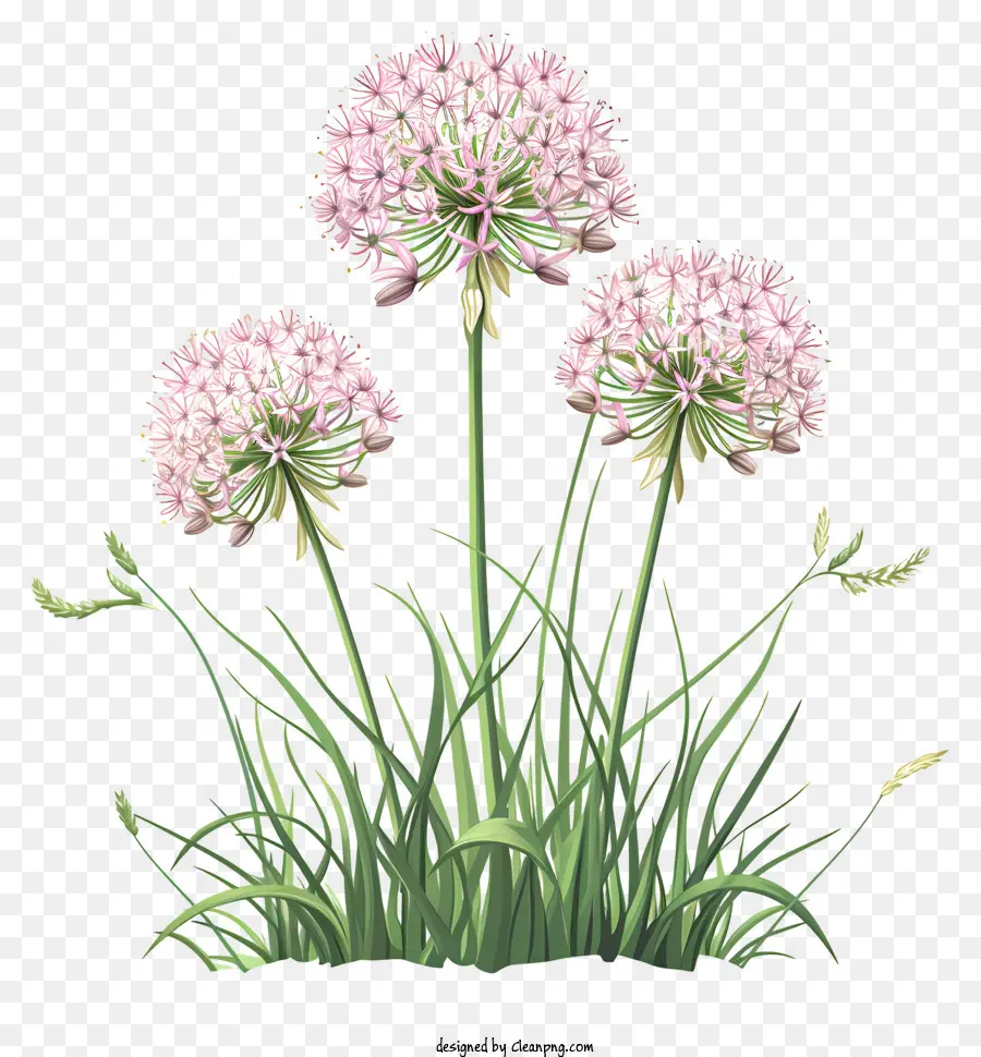 Allium Giganteum，Flores De Alho PNG