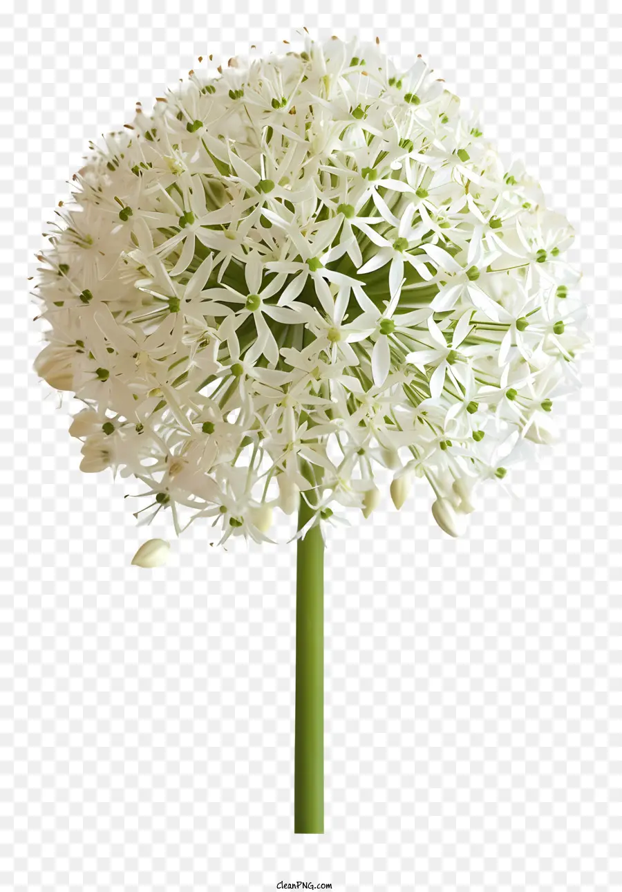 Allium Giganteum，Flor Branca PNG