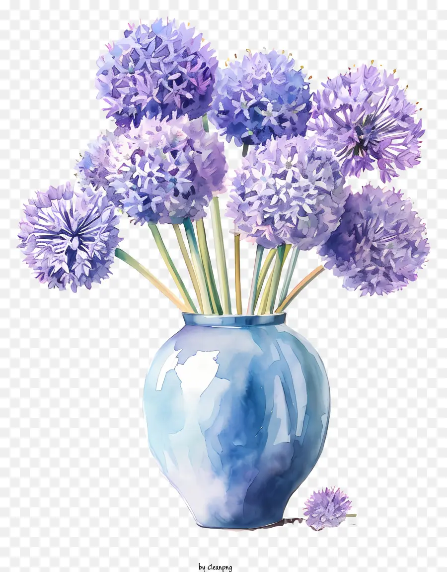 Allium Giganteum，Vaso Azul PNG