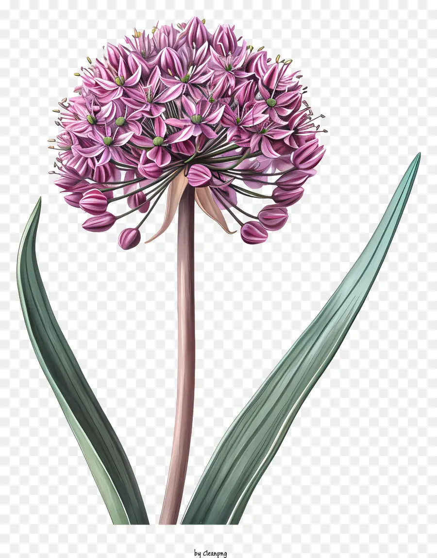 Allium Giganteum，Flor De Cebola Rosa PNG