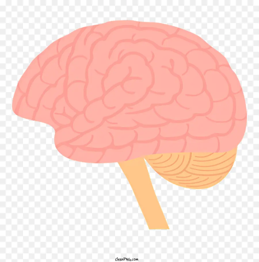 Saúde，Cérebro Humano PNG