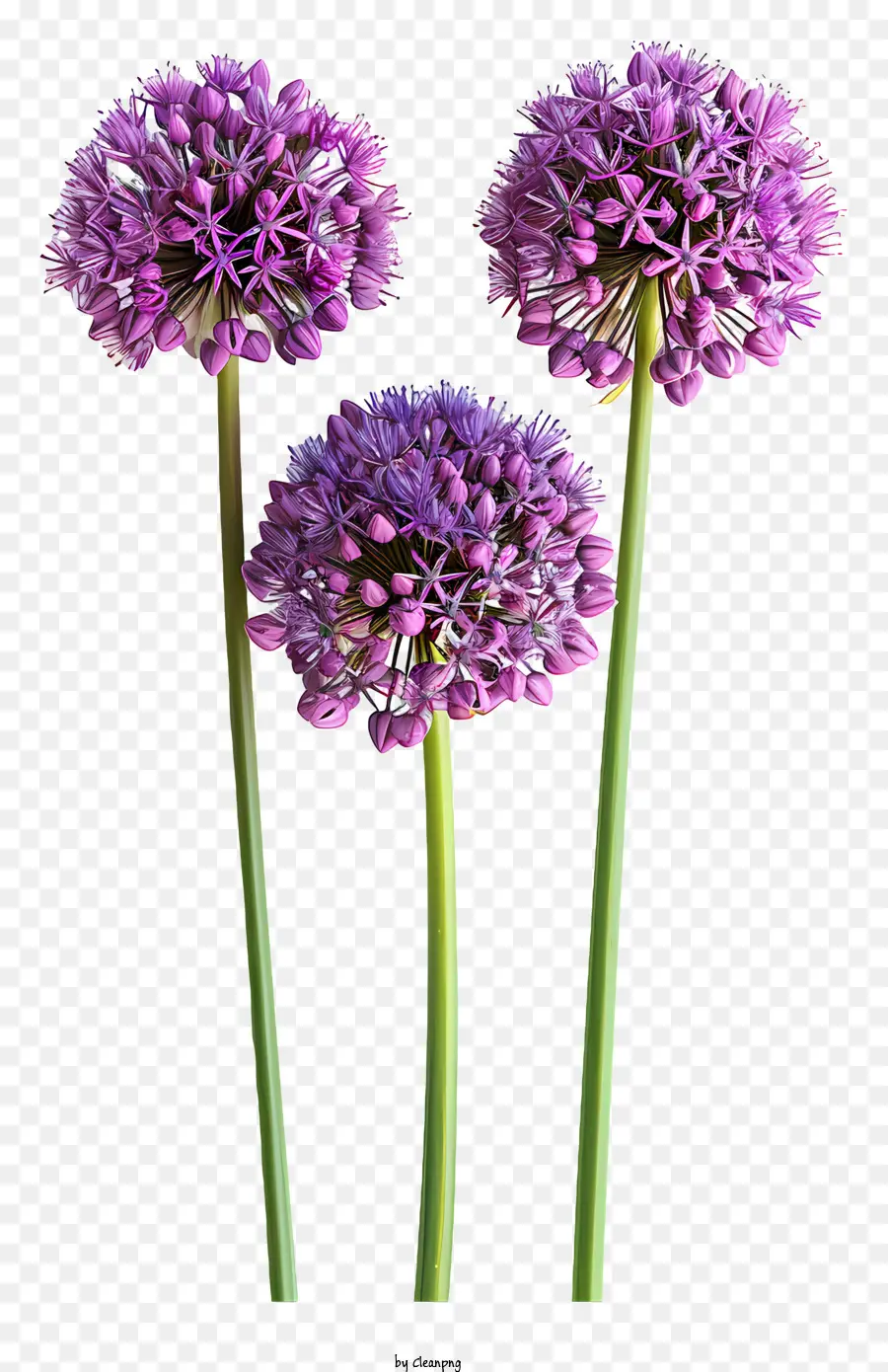 Allium Giganteum，Flores Roxas PNG