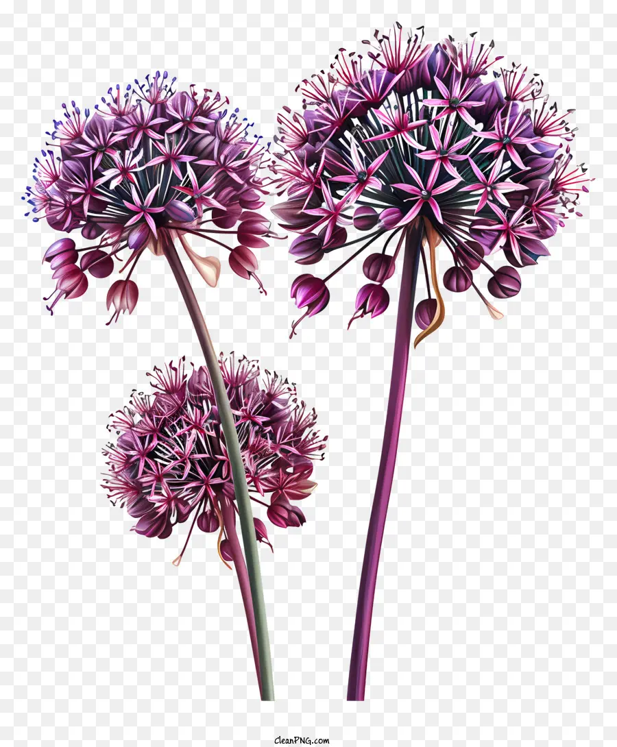 Allium Giganteum，Flores De Alho PNG