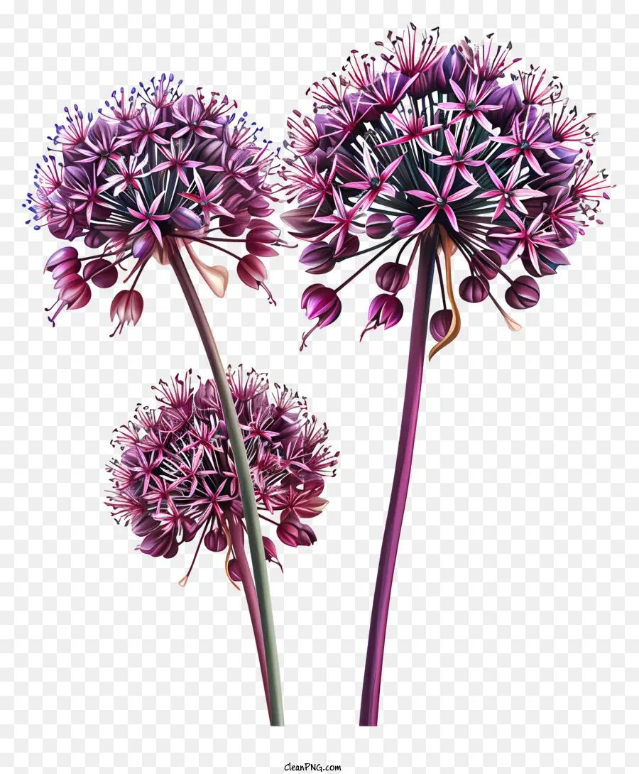 Allium Giganteum，Flores Roxas PNG